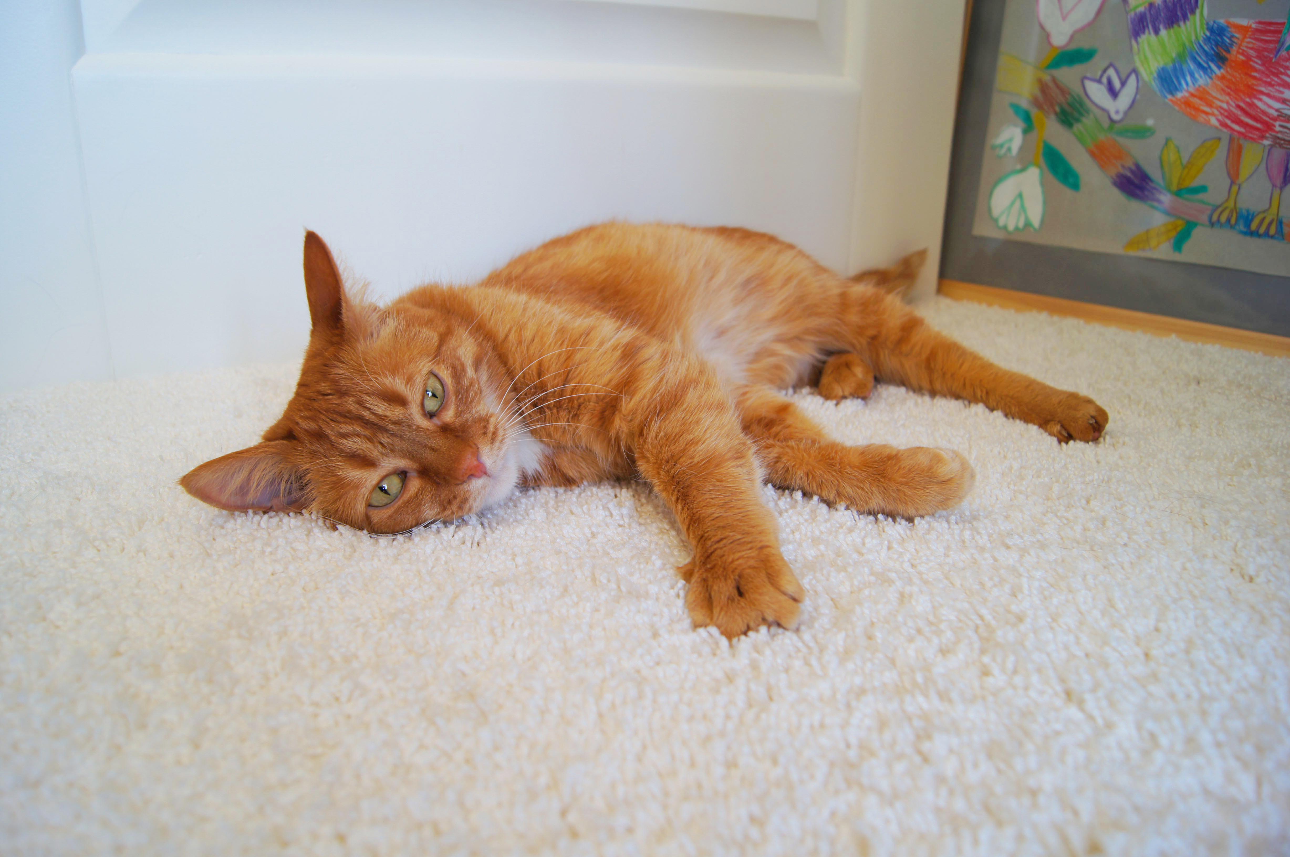 Ковролин "Зартекс" Amarena 140 бежевый (4м) — купить в Краснодаре